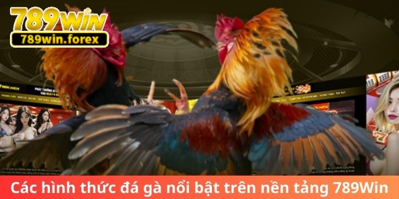 Các hình thức trong trận đá gà nổi bật trên nền tảng 789Win