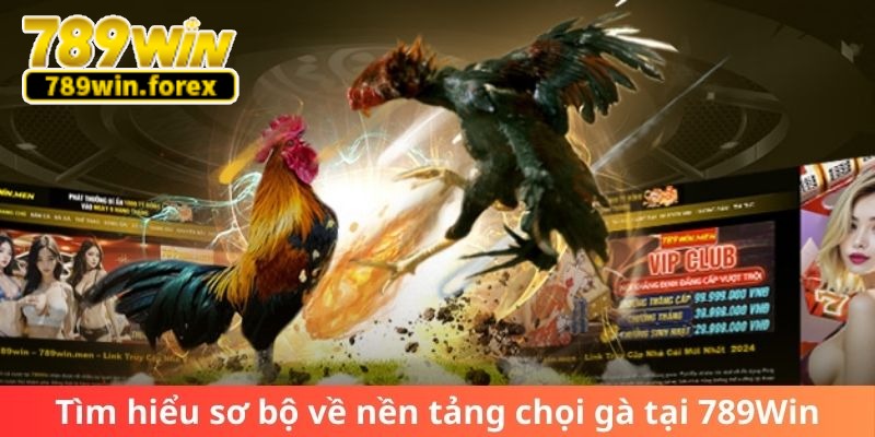 Tìm hiểu sơ bộ về nền tảng chọi gà tại 789Win