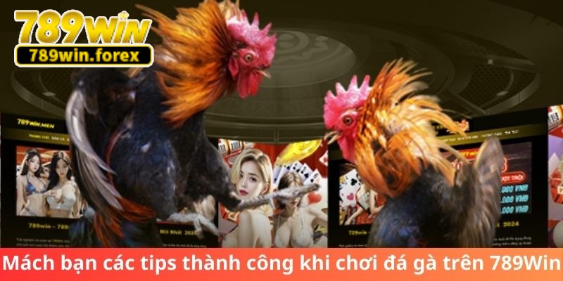 Mách bạn các tips thành công khi chơi đá gà trên 789Win