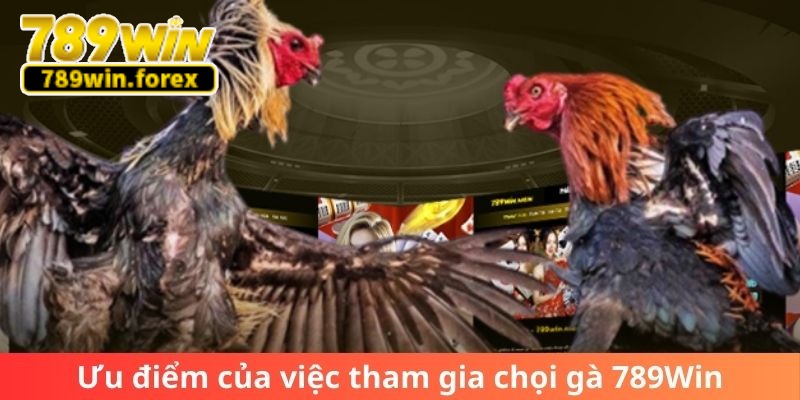 Ưu điểm của việc tham gia chọi gà 789Win